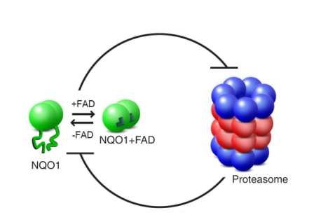 Mutual deterrence: The proteasome breaks down NQO1 enzymes that lack structure (unbound to FAD), while binding to FAD prevents protein destruction by the proteasome – including that of the enzyme, itself